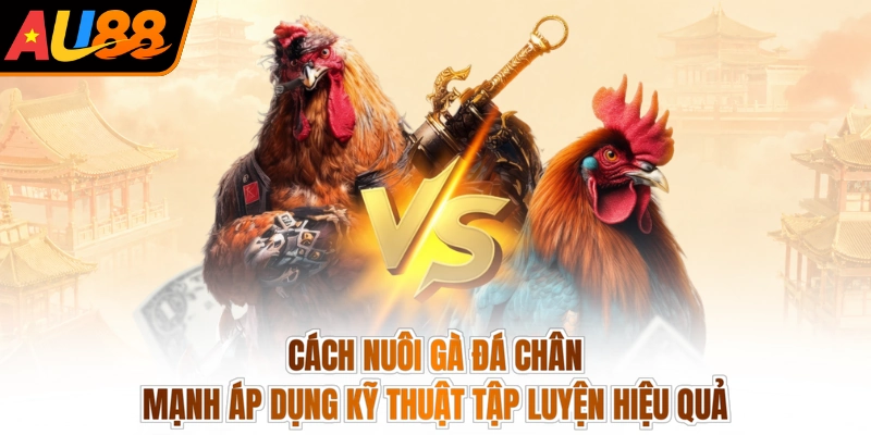 Cách nuôi gà đá chân mạnh áp dụng kỹ thuật tập luyện hiệu quả