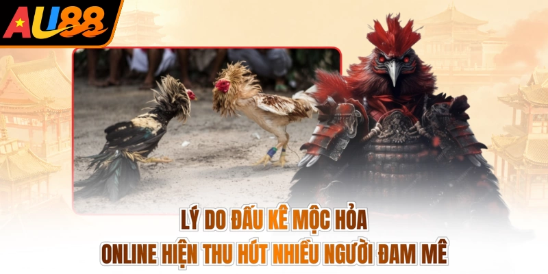 Đá Gà Mộc Hoả - Đấu Trường Rực Lửa, Thỏa Mãn Đam Mê 3 Lý do đấu kê mộc hỏa online hiện thu hút nhiều người đam mê