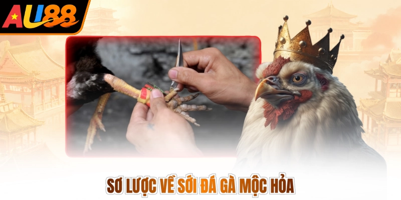 Đá Gà Mộc Hoả - Đấu Trường Rực Lửa, Thỏa Mãn Đam Mê 2 Sơ lược về sới đá gà mộc hỏa